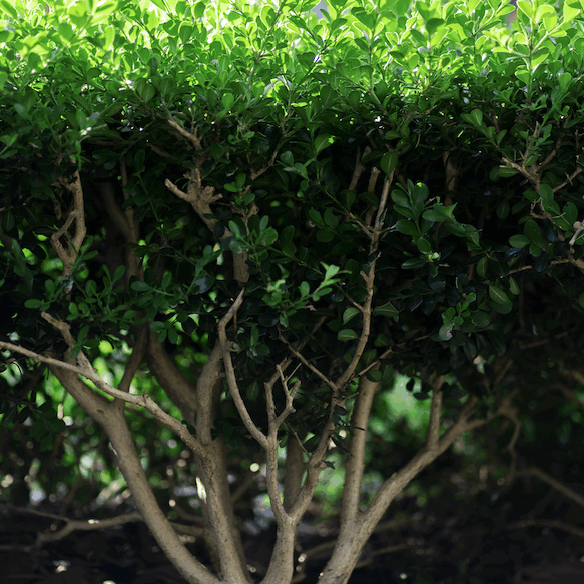 Screenshot 2025-04-30 at 11.54.55 AM